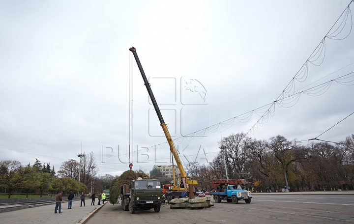 В Кишиневе установили главную елку страны (ФОТО/ВИДЕО)