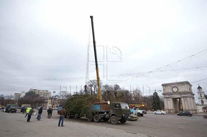 В Кишиневе установили главную елку страны (ФОТО/ВИДЕО)