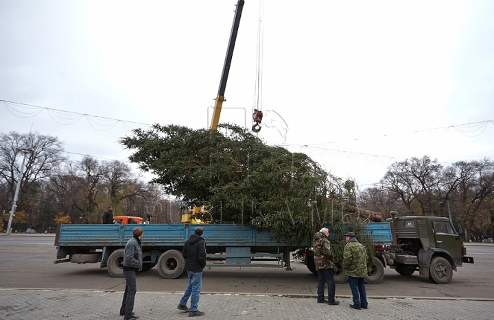 В Кишиневе установили главную елку страны (ФОТО/ВИДЕО)