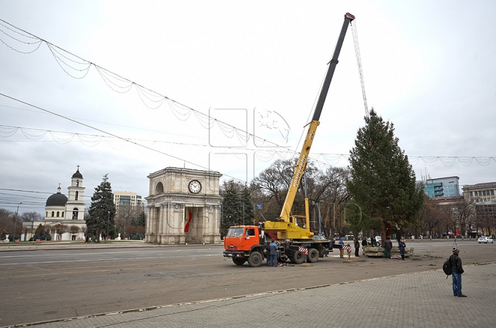 В Кишиневе установили главную елку страны (ФОТО/ВИДЕО)