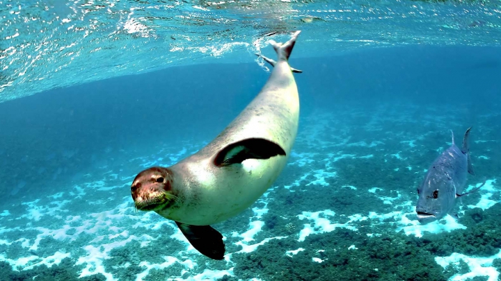 Тюлень обнял британского дайвера (ВИДЕО)