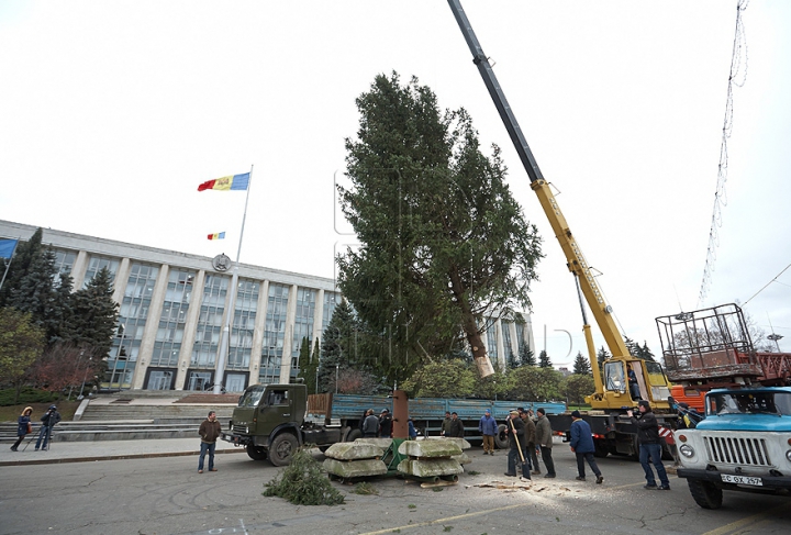 В Кишиневе установили главную елку страны (ФОТО/ВИДЕО)