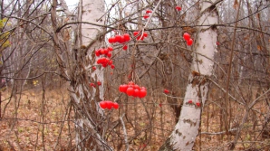 19 декабря в Кишиневе столбики термометров покажут до трех градусов выше нуля