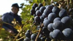 Государство поможет виноделам, которые не могут рассчитаться по кредитам из-за эмбарго на поставки вина в РФ