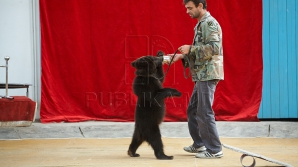 Артисты столичного цирка готовят обширную праздничную программу