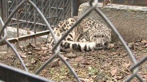 Самцы бенгальского тигра и снежного барса пополнили коллекцию животных столичного зоопарка 