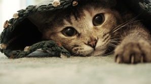 Итальянскому врачу KFOR грозит год тюрьмы за спасение кошки