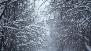 Из-за снегопадов по стране обесточены 15 населённых пунктов, на юге школьники пропустили занятия