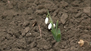 Посреди зимы во дворе частного дома в Кишинёве расцвели подснежники