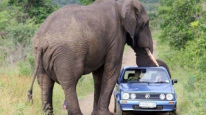 Слон в ЮАР напал на машину туристов (ВИДЕО)