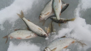 Служба рыбоохраны ежедневно штрафует множество браконьеров