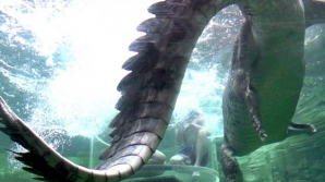 Борьба крокодилов за пищу в замедленной съемке (БЕЗ КОММЕНТАРИЕВ)