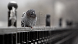 Синоптики предупреждают о заморозках