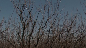 Садоводы: больше всего от заморозков страдают плодовые деревья