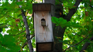 В парке "Валя Морилор" установили более ста скворечников 