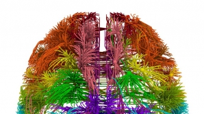Биологи создали атлас всех проводящих путей мозга мыши