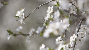 4 апреля в Молдове возможны слабые дожди, ветер умеренный до сильного