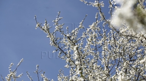 В Кишиневе 13 апреля до 14 градусов тепла