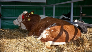 Животноводы обеспечили рост в сельском хозяйстве Молдовы