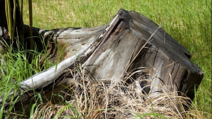 Мэр Вадул-луй-Водэ обвиняет руководство одной из баз отдыха в незаконной вырубке деревьев в Днестровском парке