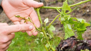 Град уничтожил более 80% виноградников в селе Талмаза Штефан-Водского района