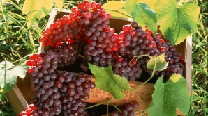 Еврокомиссия предложит удвоить экспортные квоты для поставок яблок, слив, помидоров и винограда из Молдовы