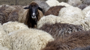 В Унгенском районе волчья стая нападает на домашних животных 