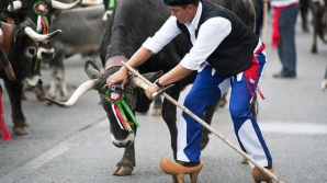 В Испании корова, выбившись из стада, затоптала 8 человек 