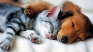  В сезон отпусков растет спрос на  услуги гостиниц для животных