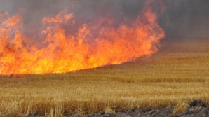 В Дрокиевском районе загорелось пшеничное поле