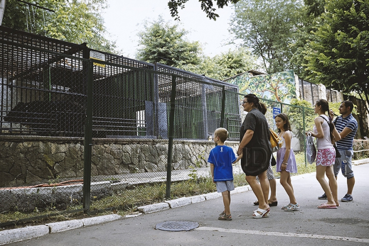 (ФОТОГАЛЕРЕЯ) В столичном зоопарке медведи принимают освежающий душ