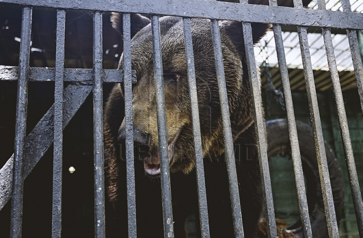 (ФОТОГАЛЕРЕЯ) В столичном зоопарке медведи принимают освежающий душ