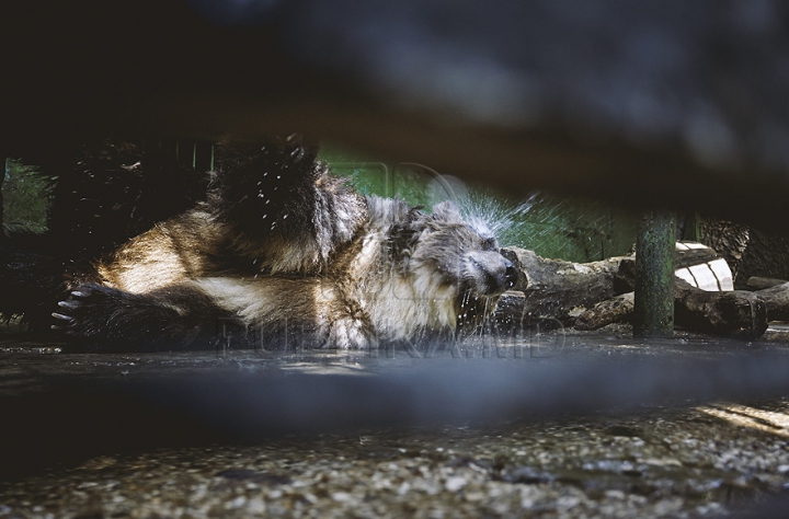 (ФОТОГАЛЕРЕЯ) В столичном зоопарке медведи принимают освежающий душ