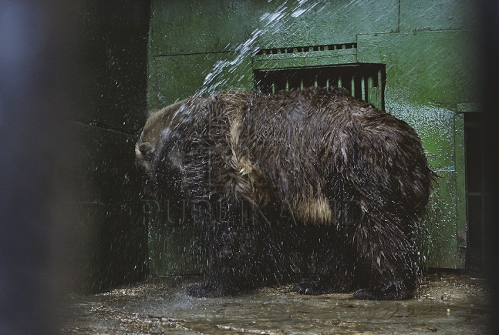 (ФОТОГАЛЕРЕЯ) В столичном зоопарке медведи принимают освежающий душ