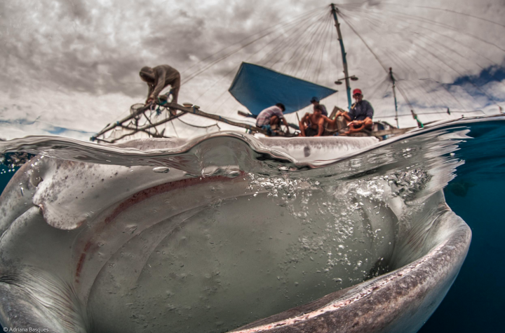 К 50-летию конкурса "Лучший фотограф дикой природы" учреждена новая номинация (ФОТО)