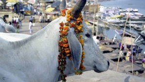 (ВИДЕО) В Индии украденную корову увезли в легковом авто