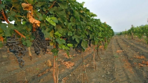 Виноградари и виноделы подсчитали сумму, необходимую для преодоления последствий российского эмбарго