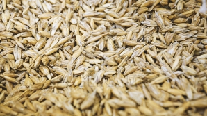 Судно с 700 тоннами молдавской пшеницы отправится в Египет 