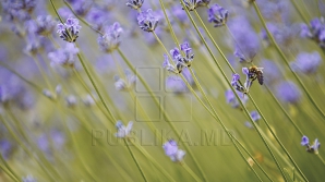 15 августа на севере местами возможны кратковременные дожди