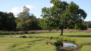 На входе в британский зоопарк у посетителей забирают электронные устройства 