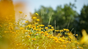 В начале недели в Молдове по-прежнему жарко