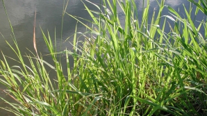 Молдавские исследователи высадили гигантский мискантус, используемый для производства биомассы