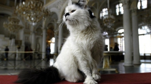 Эрмитаж решил отдать в хорошие руки 20 «служебных» котов