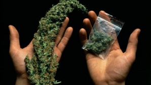 Криминальная группировка задержана в момент продажи наркотиков (ВИДЕО)