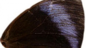 Биологи искусственно создали бабочек с пурпурными крыльями