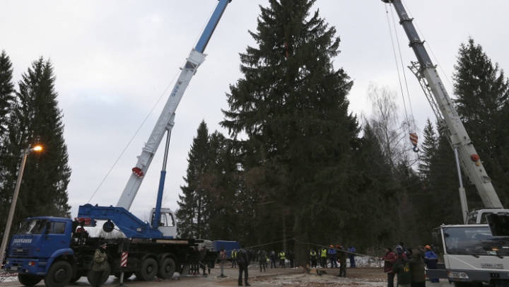 В Московской области объявлен поиск елки, которая украсит Соборную площадь