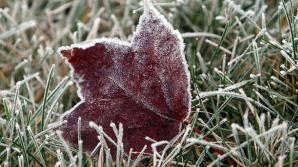 Синоптики сообщают о заморозках почвы