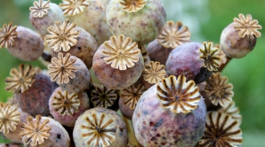 У жителя Ильичевки обнаружили 26 килограмм коробочек мака (ВИДЕО)