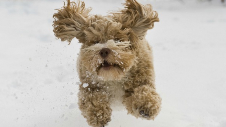 Умиляющая реакция пса из Калифорнии на снег (ВИДЕО)