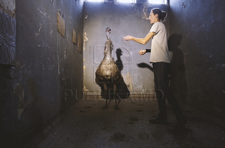 В кишиневском цирке готовятся к новому представлению (ФОТО)